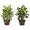20.5" Assorted Dieffenbachia In Wood Vase, 2ct.
